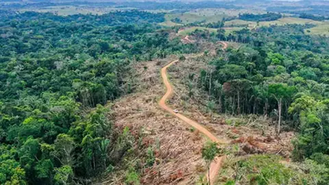Comunidades campesinas sembrando árboles en zonas de reforestación del Caquetá, Colombia